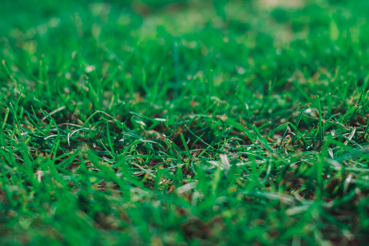 Professional Weed Control in Regina for a Beautiful Green Lawn