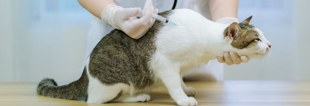 emergency surgery for pets in Encino