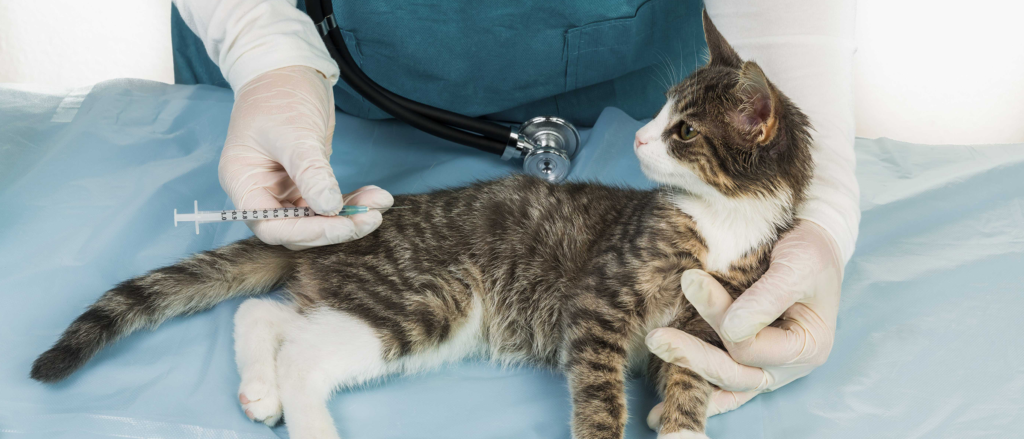 emergency cat surgery