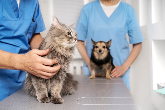 veterinary in Encino