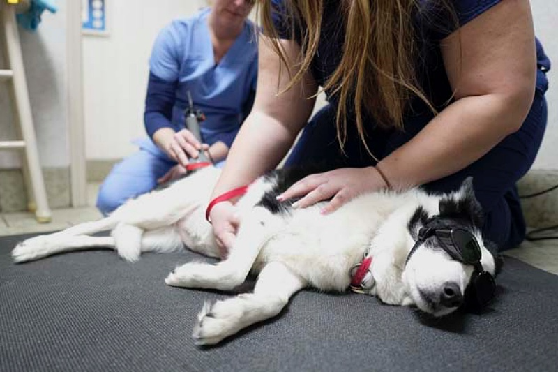 vet hospital